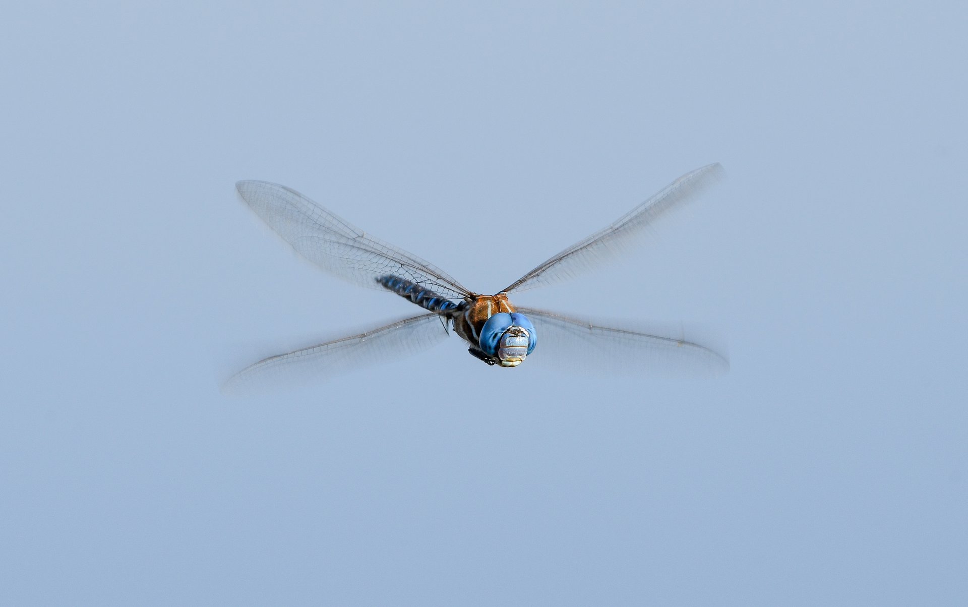 Blue Darner